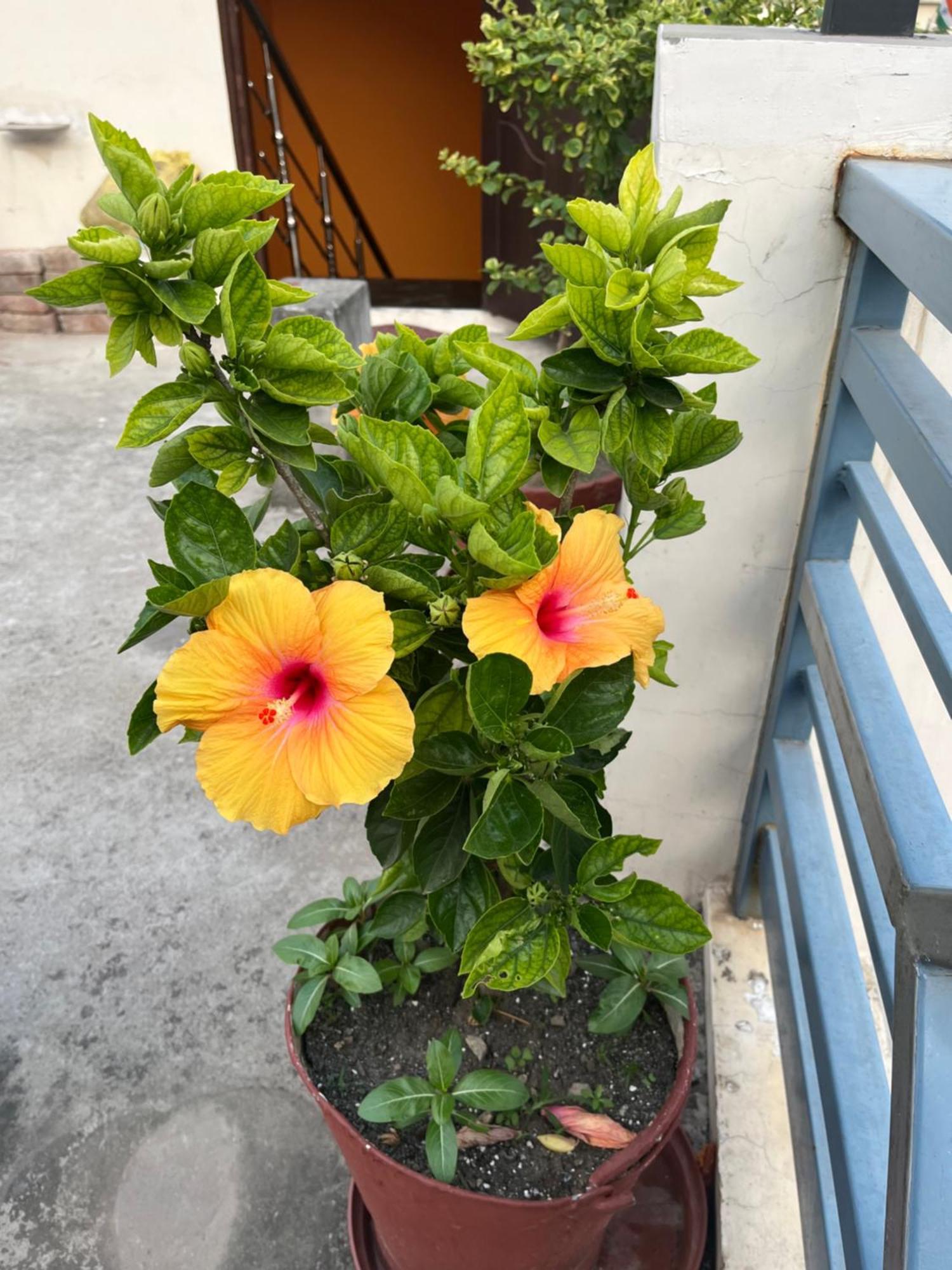 Rudransh Home Stay Rishīkesh Esterno foto